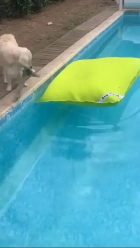 Dog Casually Floating On Cushion In Pool
