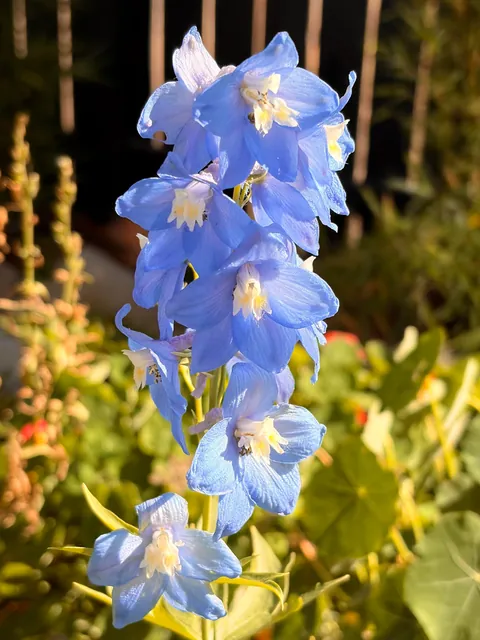 Some flowers I grew from seed this year 💐