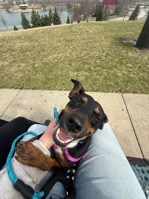 Major update: I went to visit Messiah today and a few hours later, he’s no longer on the website and officially adopted!!!!! 🎉🎉🎉