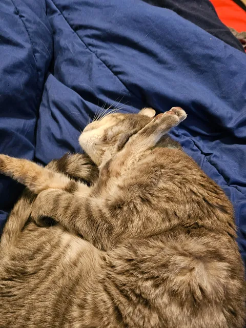 Tribute to my boy Franklin, my dearest friend. My family got him when I was three years old, I've known him my entire life. We had to say goodbye to him yesterday. He fell asleep forever in my arms. I miss you buddy.