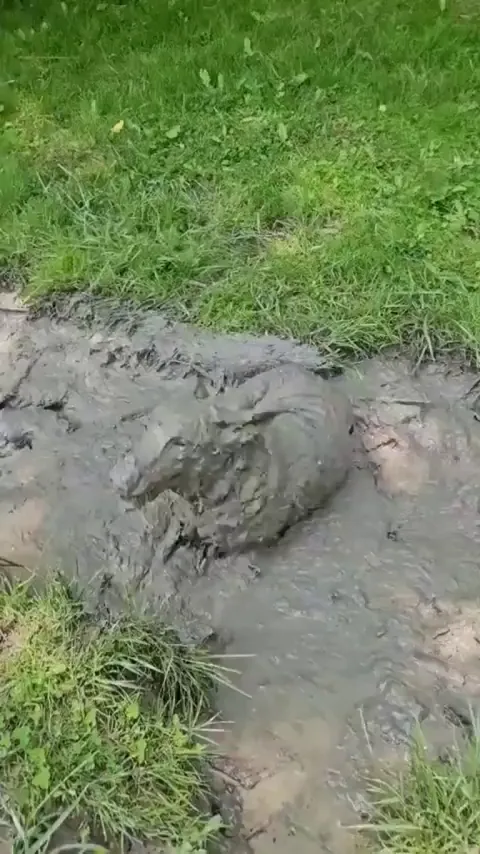 Doggos definitely enjoying his mud bath
