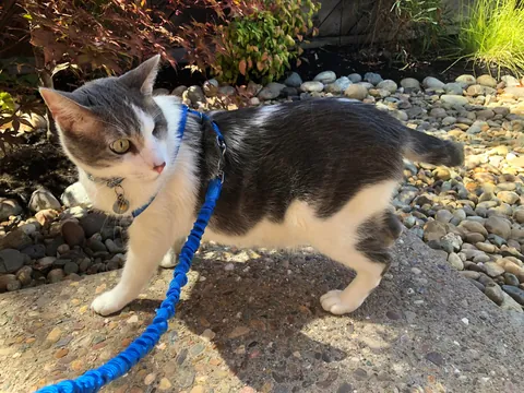 Steve the cat - 13 years and 1 less eyeball later, he is still my constant companion