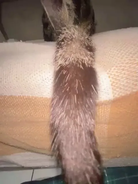 What A Distinguished Gentleman