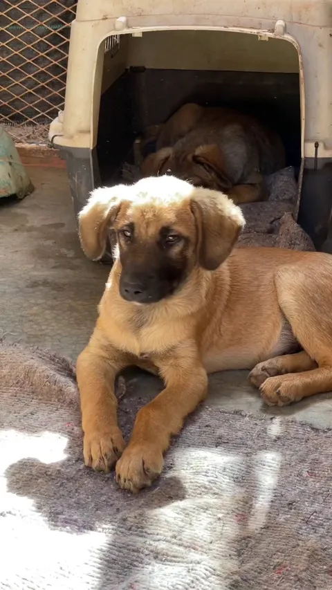 Puppy duty is always the best day, here at our sanctuary. So many noses to boop and  belly’s to rub