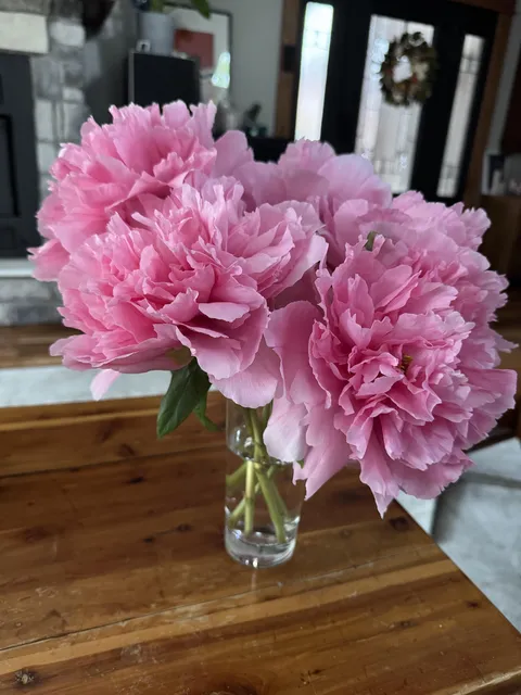 Cut the flowers off my tree peony because we are about to get hit with a storm. They smell fantastic. And no ants!