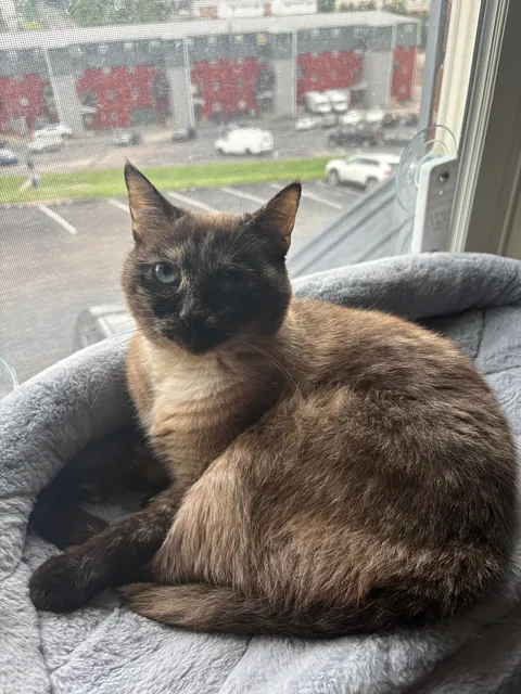 What are the nicknames of your cats that have devolved into nonsense over time? I’ll go first.