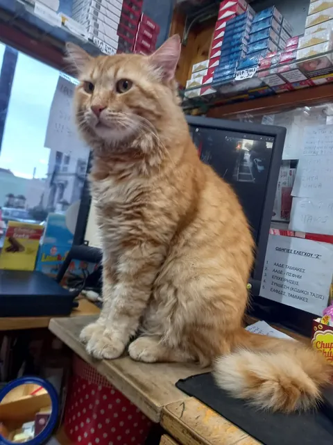 Greece: Convenience store owners