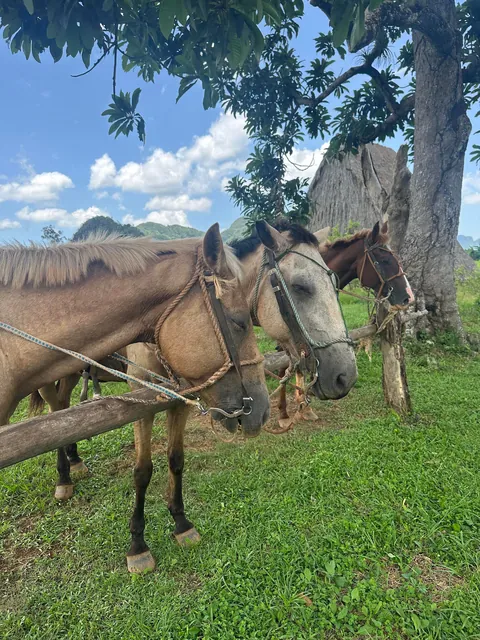 Havana, Cuba 🇨🇺 July 2025 (US Citizen)