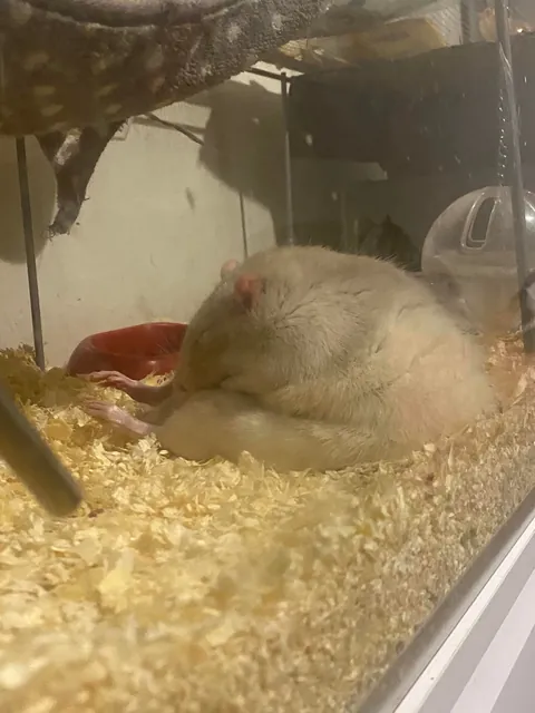 Why does my rat sleep like this ??😭