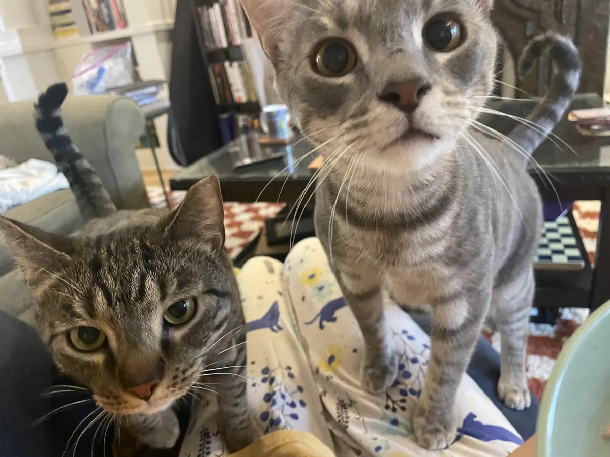 I accidentally opened a can of tuna and ate it in front of them before their dinner time. They never beg for food like this. I think they think I’m literally eating a can of their food. 