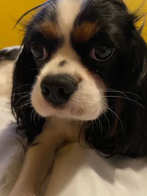 My girl saved my life last night from a person breaking in with a hammer. Tater tot Jane Eloise is my hero!! A cavie that never lets me fall