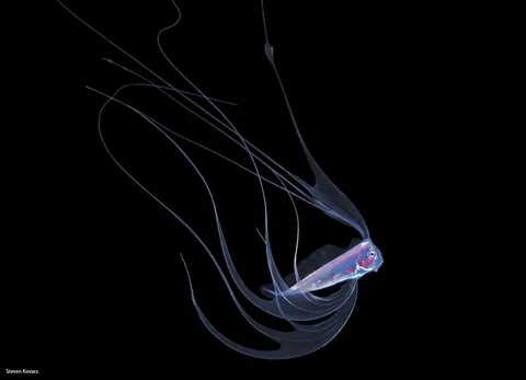 🔥 Transparent/translucent marine life during a blackwater dive off the coast of Kume Island, Japan 🔥