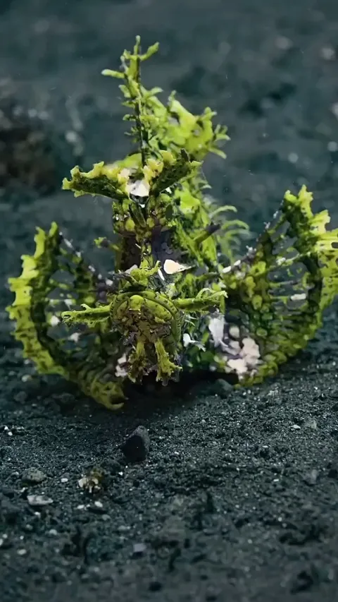 🔥Weedy Scorpionfish (Rhinopias Frondosa)