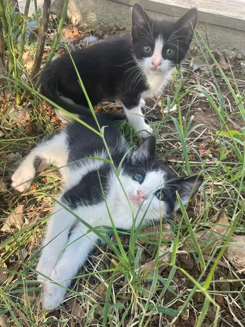 [OC] I adopted these two adorable little brothers today,