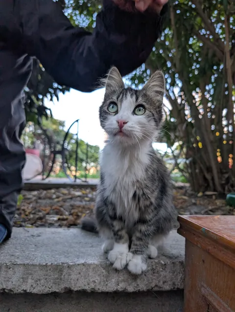 My 3 favourite cats I met yesterday in Fener, Istanbul