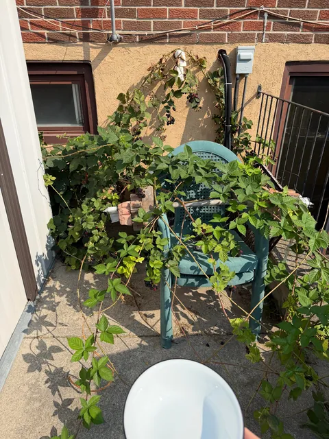 3.5 pounds of wild blackberries from my backyard!!! I just LOVE that bush so much. I do absolutely nothing, and it gifts me with beautiful, wonderfully grown fruit every year.