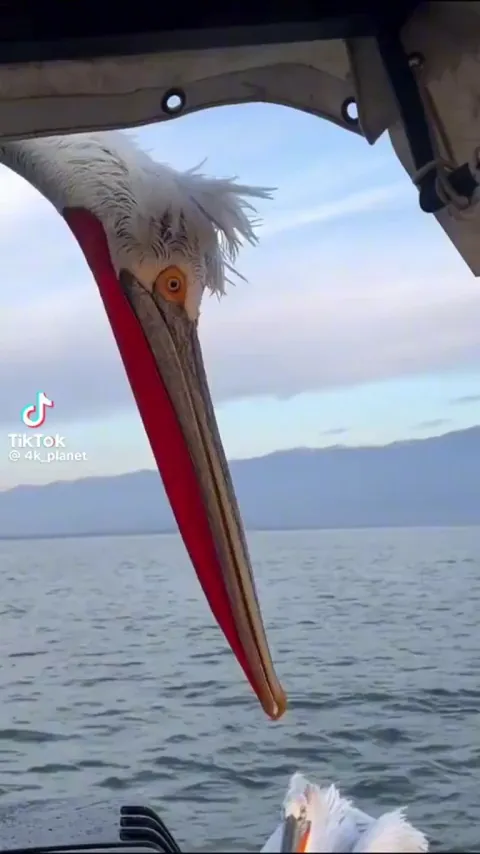 🔥A very nosy dalmatian pelican.