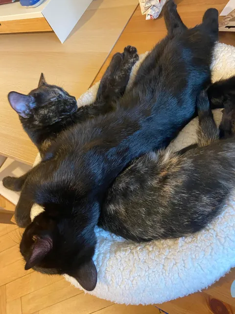 I can’t leave UNOPENED Churus lying around anymore