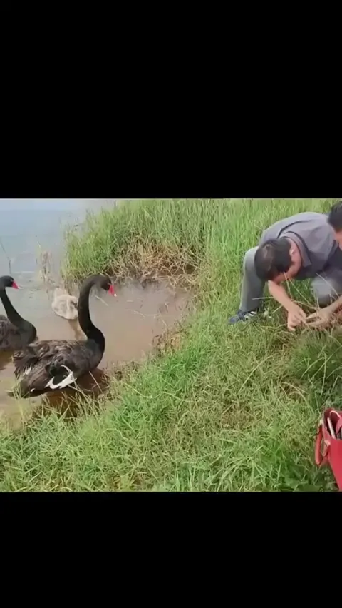 The parents of the black swan drove the baby swan to the shore to seek human help. Finally, people helped the little swan get rid of the shackles of thin lines, and the swan chirped to express their gratitude.