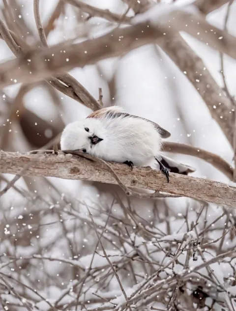 🔥Is the Long-Tailed Tit the Cutest Bird There Ever Was?