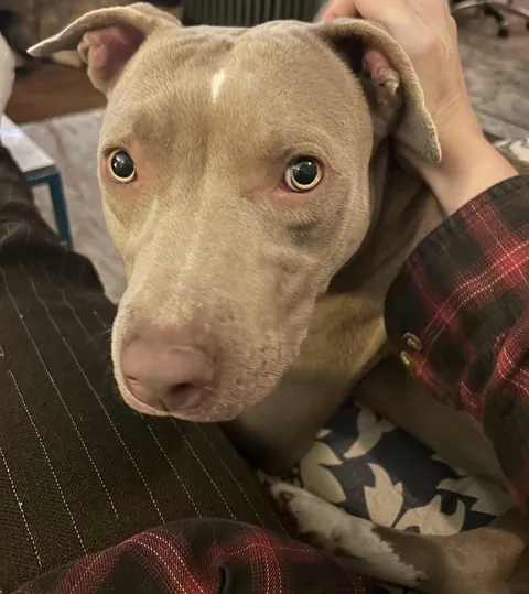 1 date and I ended up with a foster dog