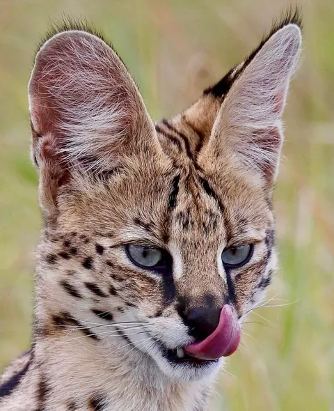 🔥Leg Goals: Servals Are the Supermodels of the Animal Kingdom