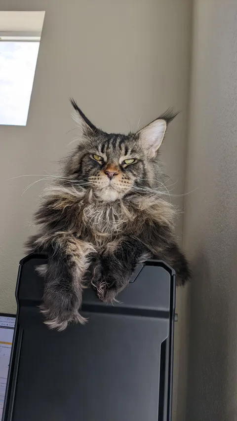 My extended family says he looks mean