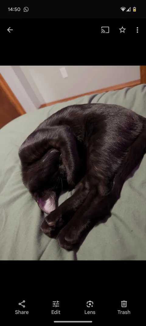 New baby, was surrended to a shelter for being "too playful"