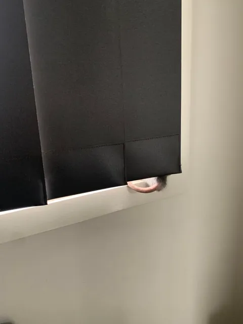 I think I got tricked into owning a cat.