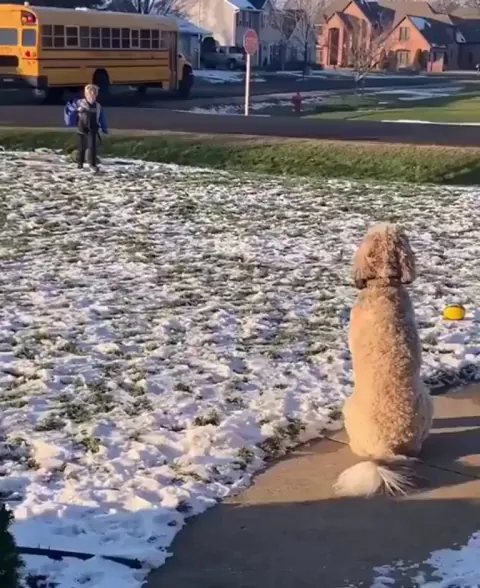 This dog hugging a child after school everyday