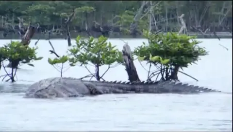 One of the largest Saltwater Crocodile ( India )