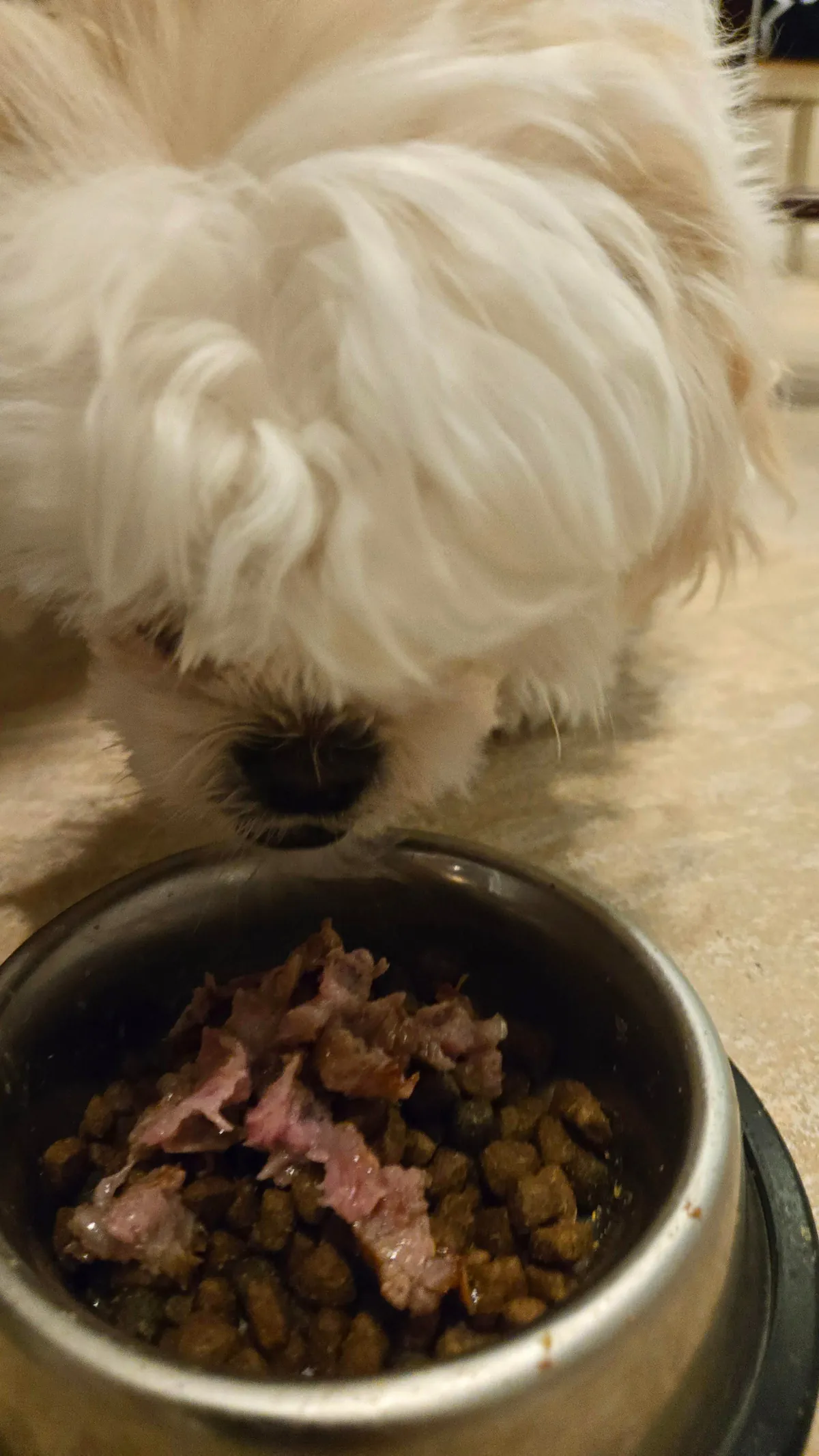 [Homemade] A5 ribeye pup approved