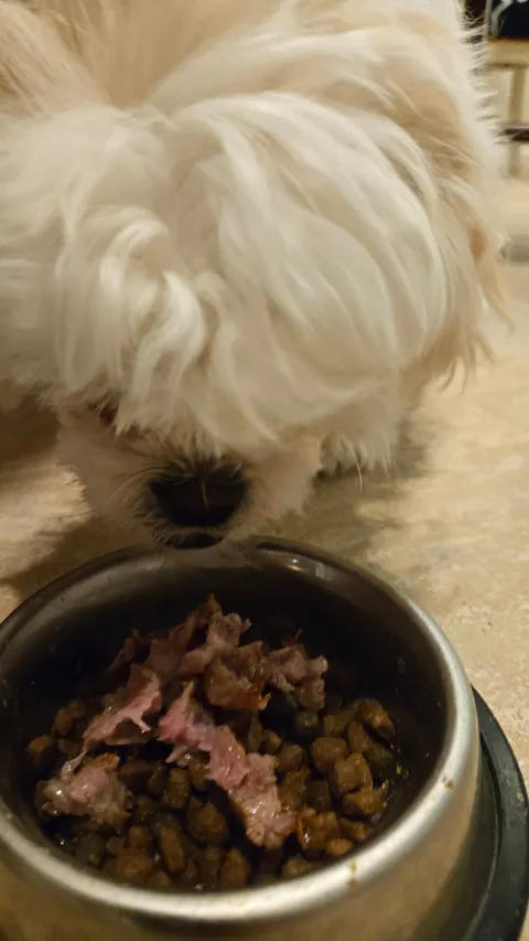 [Homemade] A5 ribeye pup approved