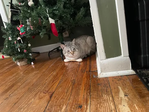 My house came with a cat