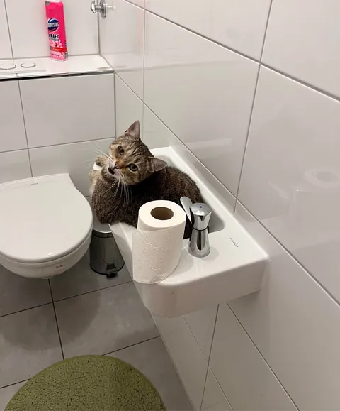 My cat loves this tiny sink in our bathroom and sits there like a man at the bar, the arm kills me 😂