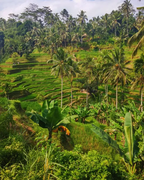 Rice fields in Bali.
