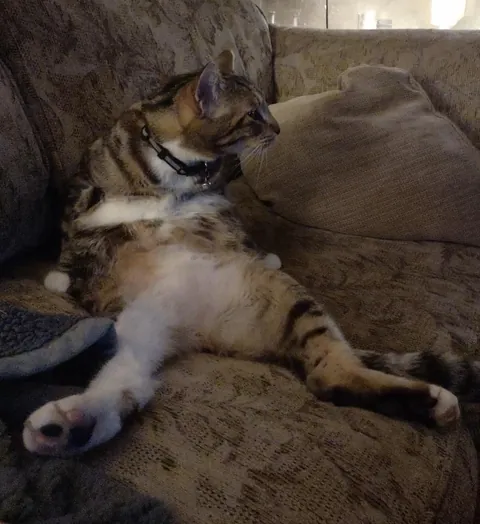 Herman at a few months old vs 3 years old