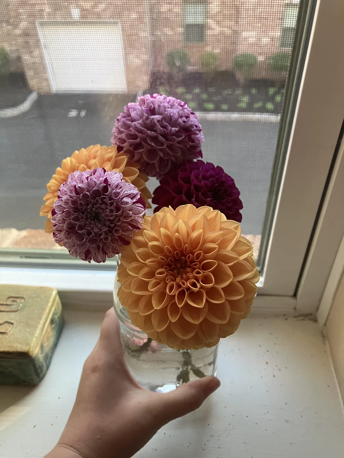 the last of the fall dahlias 