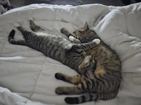 Brothers. When you plan on adopting 1 but you come home with 2. Oops...