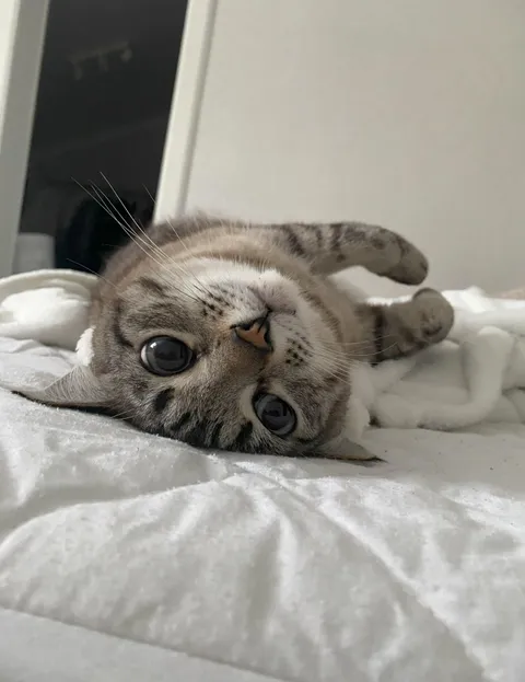 If cozy was a creature… it would be her 😻