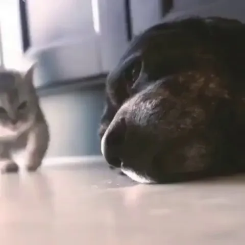 Kitty knows pup needs some love