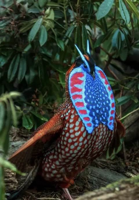 🔥Satyr Tragopan, a living gem of the Himalayan forests