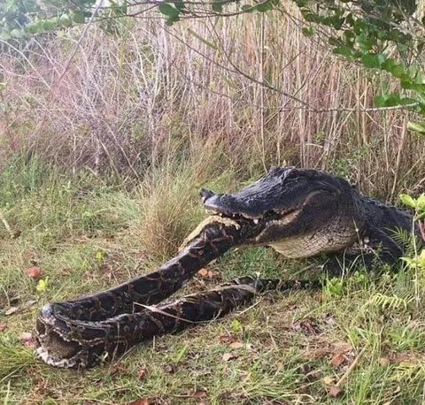 American Alligator predation on invasive Burmese Pythons