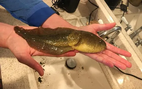 A massive tadpole was discovered, with a hormonal imbalance that prevented it from developing into a frog