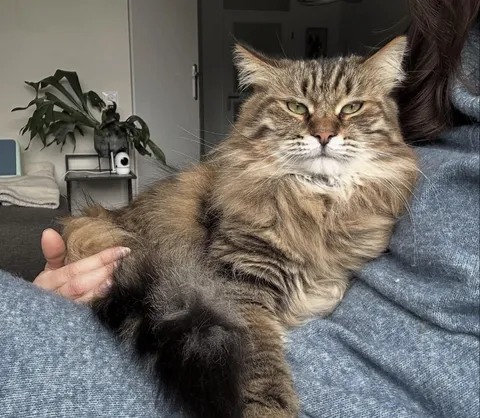 She chose me at the shelter