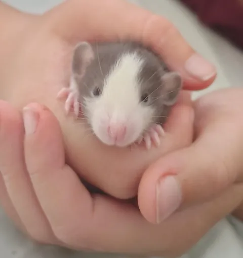 Souplings are two weeks old now