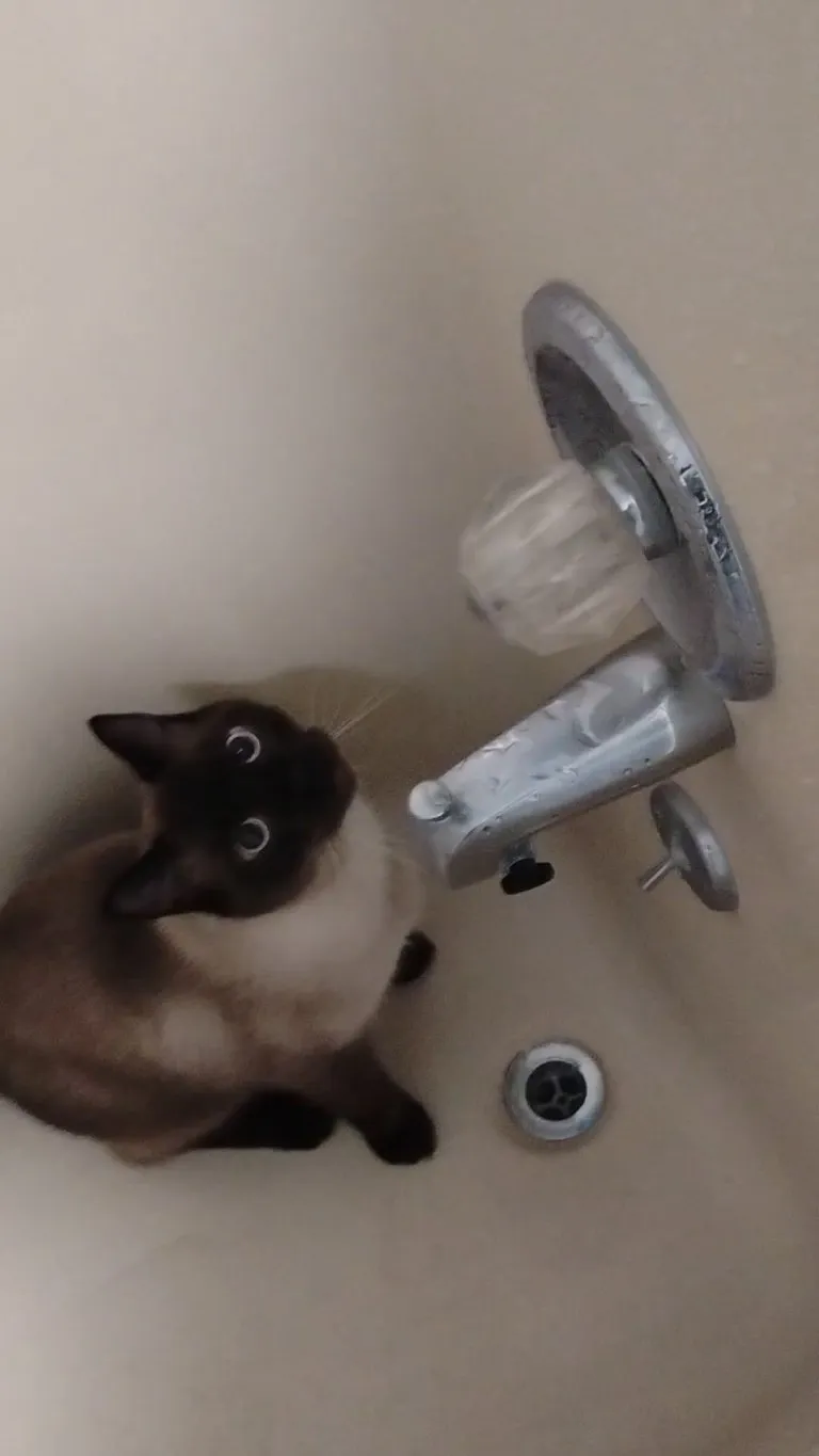 My cat Buddy loves playing in water for some reason