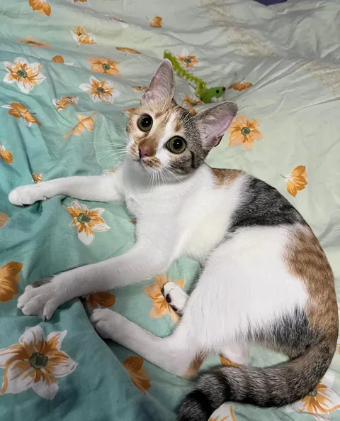 I lost my soul cat at just one year old, and I don’t know how to live with this pain