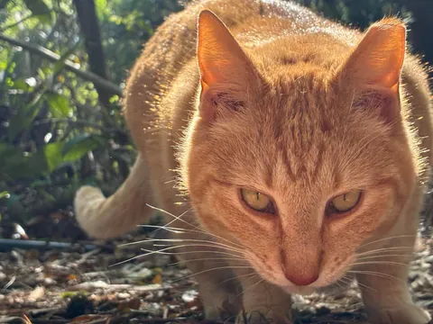 Meet Georgie everyone- A trailhead ambassador!