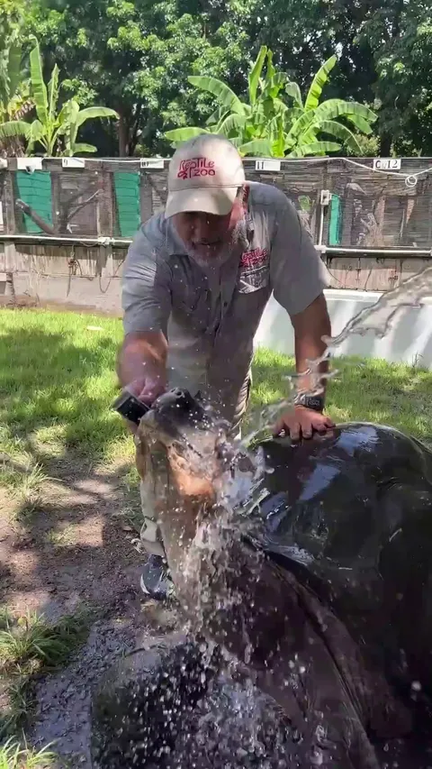 106 Year Old Galapagos Tortoise.